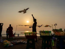 Sri Lanka bird on beach