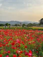 A poppy field in front of the observation tower in Gyeongju, South Korea in May