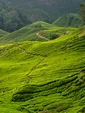 The green Cameron Highlands in June