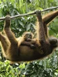 Orangutans in Sepilok, Borneo in April