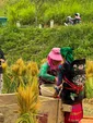 Harvest in October in Northern Vietnam