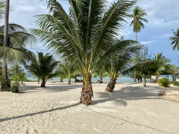 The palm lined coast of Cambodia's beaches in January