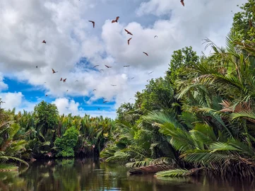 Borneo- Flying Foxes in the mangroves of Tabin 