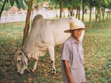 Cambodia Banteay Chhmar oxcart driver 