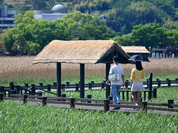 Suncheon wetlands boardwalk in Yeosu