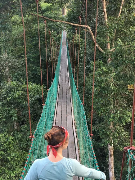 Canopy walkway in Danum Valley - Claire Allison