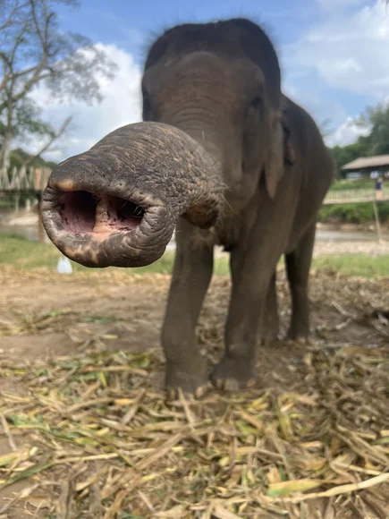 Elephant