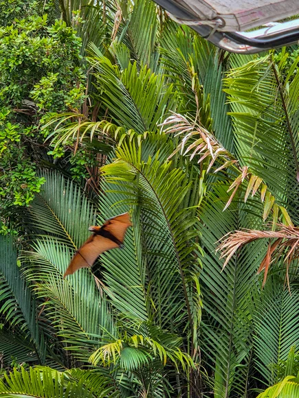 Borneo Flying Foxes in the mangroves of Tabin