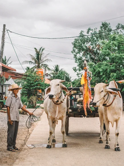 Cambodia Banteay Chhmar oxcart driver on film