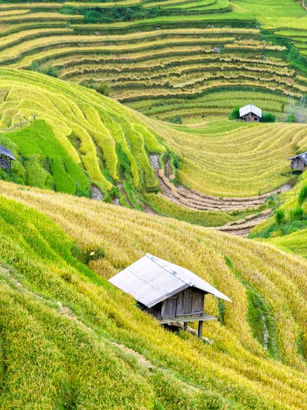Lao Cai Sapa agriculture countryside Vietnam in October