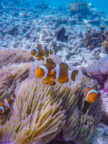 Clownfish in Malaysia scuba diving experience under the water