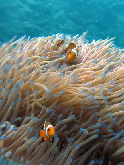 Clown fish and anemones underwater whilst diving in Perhentian Islands Malaysia