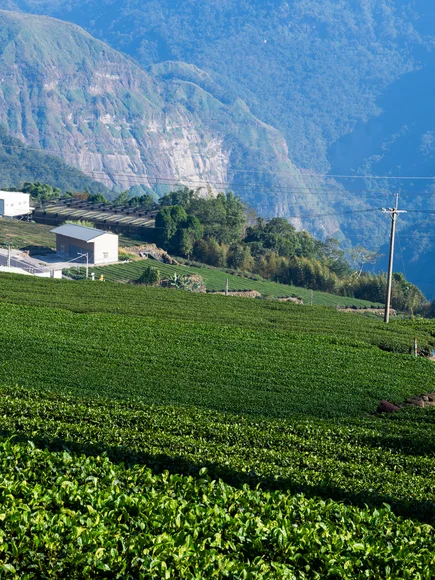 Alishan Tea Farm