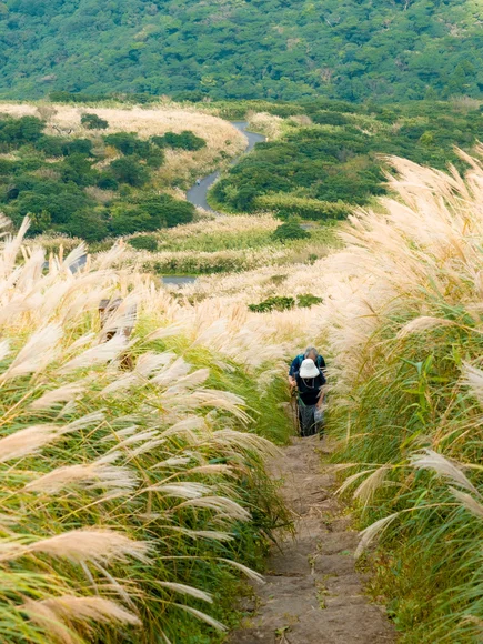 Long grasses with two hikers walking along a trail.