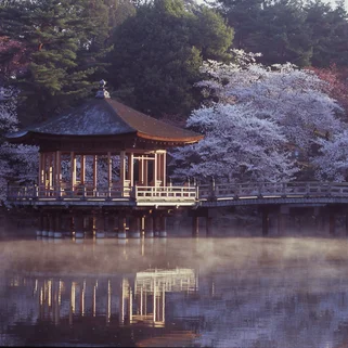 view of blossom across water in Japan