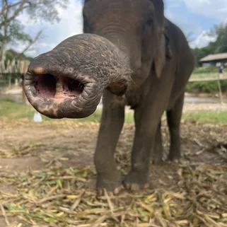 Elephant