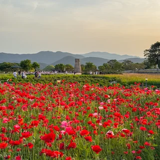 A poppy field in front of the observation tower in Gyeongju, South Korea in May
