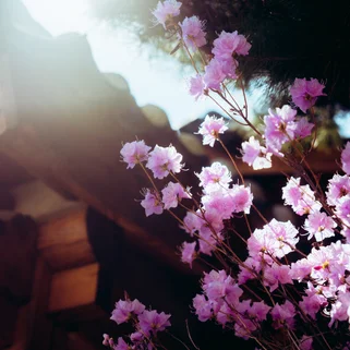 South Korea cherry blossom March 