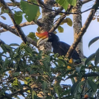 Hornbill in the jungle of Borneo in August