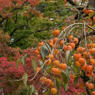 South Korea autumn leaves October