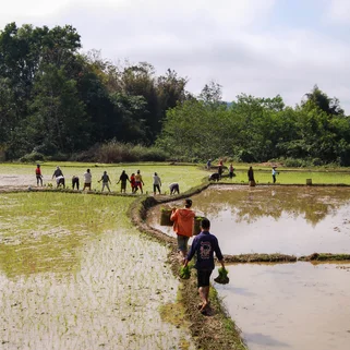 Farm stay Laos working in the rice fields