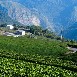 Alishan Tea Farm