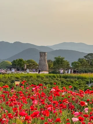 Full poppy field in Gyeongju with the observatory and hills in the background