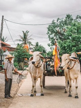 Cambodia Banteay Chhmar oxcart driver on film
