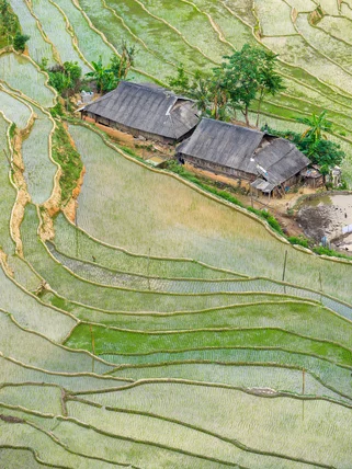 Hoang Su Phi rice fields in Vietnam during green season
