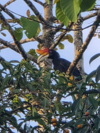 Borneo hornbill in the jungle during May