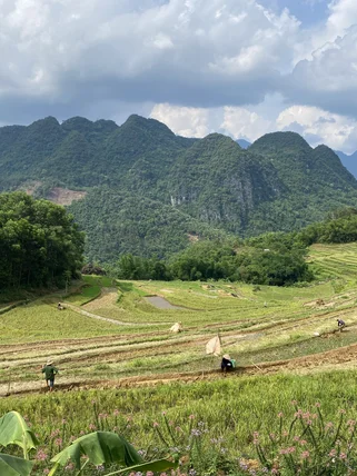 Terraced rice paddies in Pu Luong Nature Reserve, Vietnam, with farmers tending crops and lush green mountains in the background