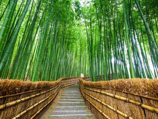 Arashiyama bamboo forest 