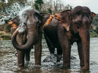 Elephants in Manalao 