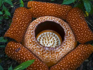  Rafflesia arnoldi flower in Banding Island Malaysia