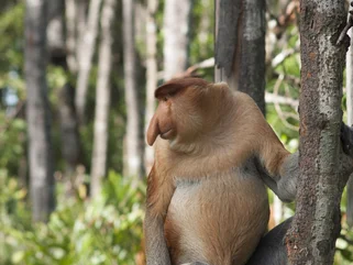 Borneo - Danum Valley - Wildlife Trekking & Activities (Danum Valley)