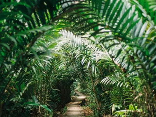 Borneo Bako National Park