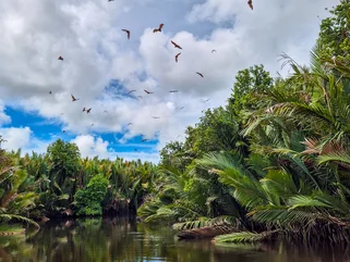 Flying Foxes in the mangroves of Tabin, Borneo