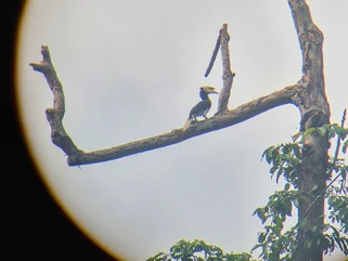 Borneo Oriental Pied Hornbill in July