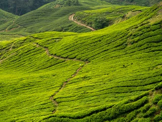 Cameron Highlands during green season in September 