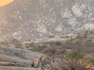 India_Jawai Rajasthan_Leopard 2_Brandon
