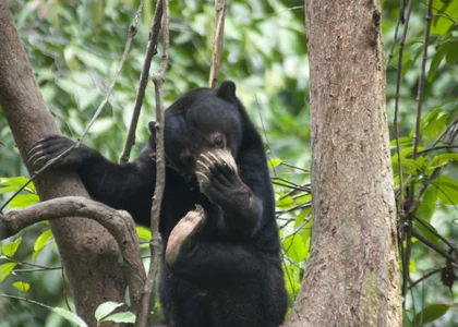 Sun Bear in Sepilok