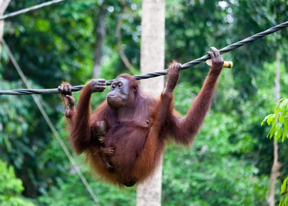 Orangutan at Sepilok