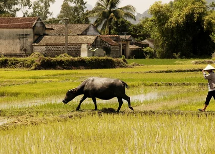 Farming with buffalo in Triem Tay village, near Hoi An