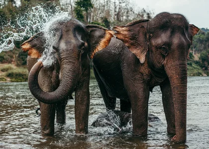 Elephants washing in the river