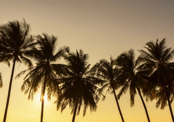 Palm trees at sunset