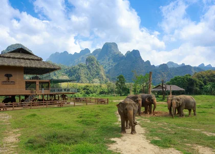 Elephants of Elephant Hills sanctuary, Khao Sok National Park 