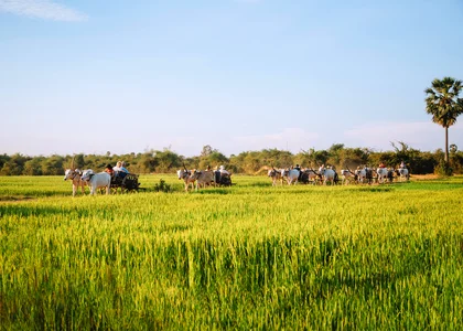 water buffaloes carry tourists along rice paddies in the region around the Mekong Delta