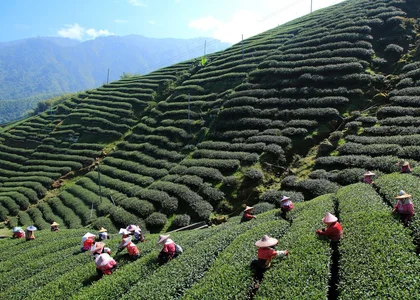 Tea paddies in North India
