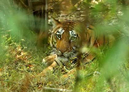 Tiger peeking through the foliage of Kanha National Park