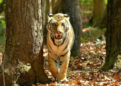 Tiger 4